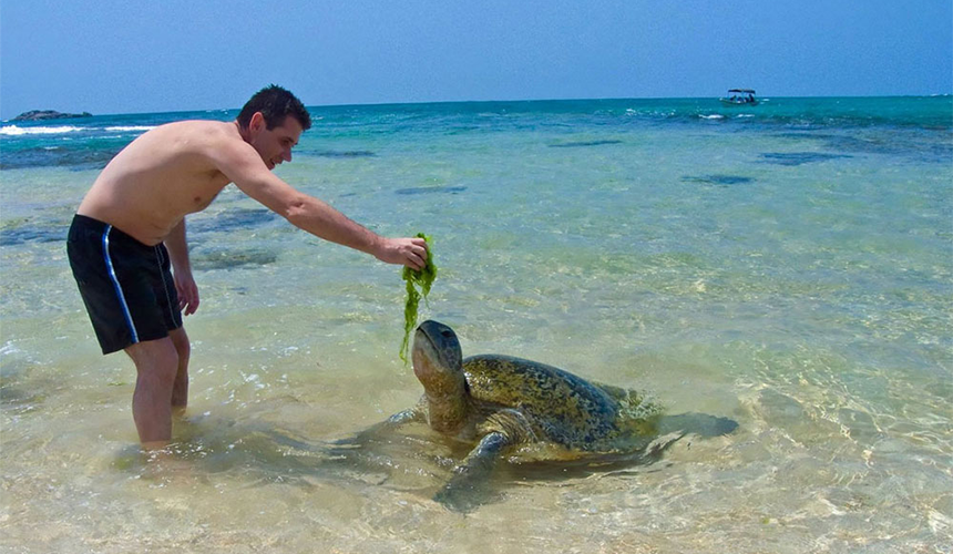 Turtle Watching in Sri Lanka